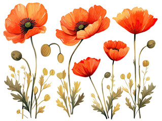 watercolor drawing of poppies flower