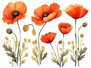 Fototapeta premium watercolor drawing of poppies flower