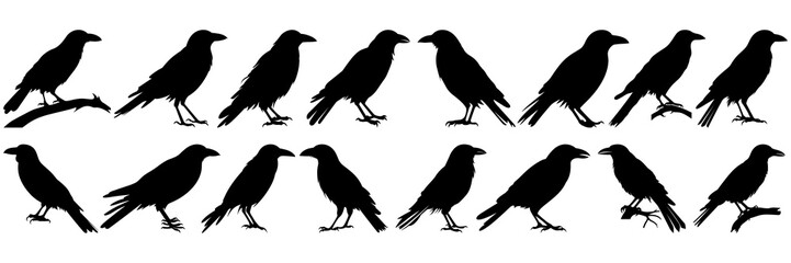 Raven crow halloween silhouettes set, large pack of vector silhouette design, isolated white background