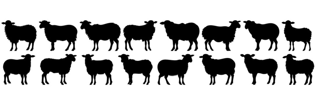 Sheep silhouettes set, large pack of vector silhouette design, isolated white background