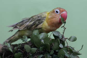 A lovebird resting on a weathered tree trunk. This bird which is used as a symbol of true love has the scientific name Agapornis fischeri.
