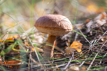 Beautiful moss mushroom grows in the forest, macro photography, autumn