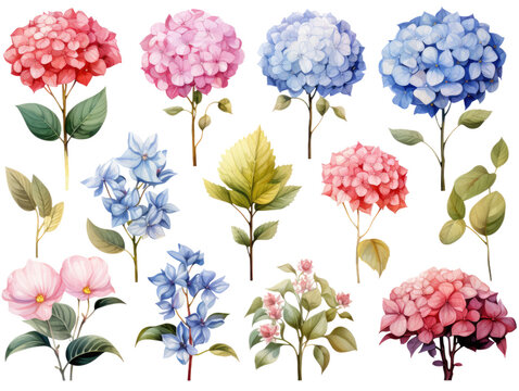 collection of watercolor flower hydrangea