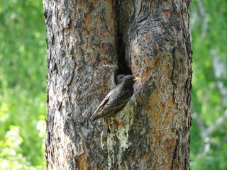 Common Starling (Sturnus vulgaris) feeding fledgling in tree hollow in spring.