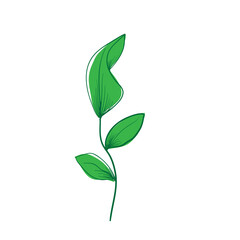 green leaf isolated on white background