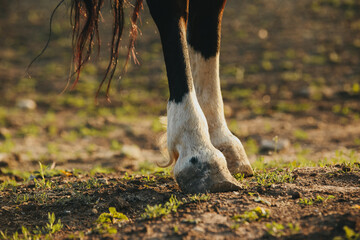 Close-up of the hooves of an unshod horse.