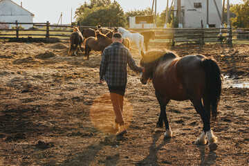 The farmer leads the horse to the stable after work. Sunset, manual labor concept.