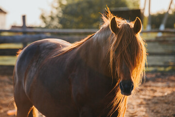 Close-up portrait of a working horse at sunset.