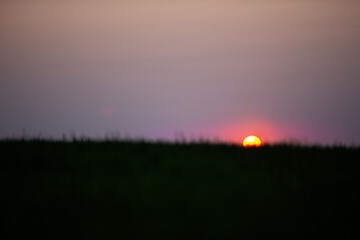 Obraz premium Sunset on a field of green wheat. Freshly sprouted wheat close-up.