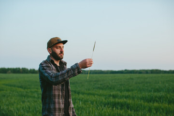 A farmer in a wheat field at sunset. An agronomist inspects a wheat field. The concept of growing a...