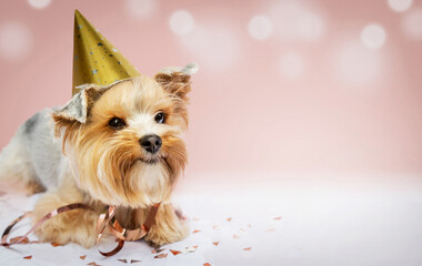 Small dog (Yorkshire terrier) with cute expression wearing a party hat celebrating birthday on pink background. New year, birthday, anniversary, holidays  concept. Copy space.