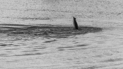 Elephant crossing Ramganga River At Corbett National Park