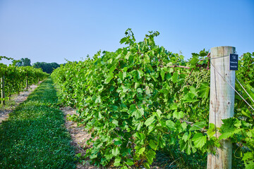Fototapeta na wymiar View down vineyard with green grapes growing on the vine