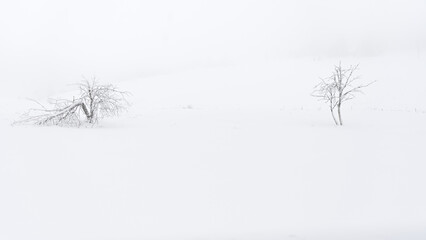 Fototapeta na wymiar Magical winter scenery with frozen trees and everything covered with white snow. Minimalism atmosphere after snow storm on Bohemia mountains. 