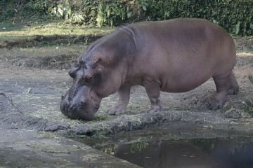 A hippopotamus is walking towards a pond to drink. This mammal with a natural habitat in the Nile River, Africa has the scientific name Hippopotamus amphibius.