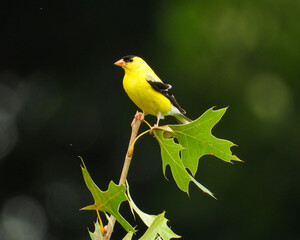 American Goldfinch (Spinus tristis) North American Backyard Bird