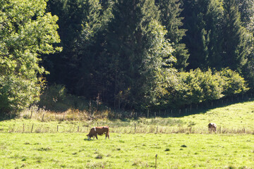 Kuh auf der Almwiese