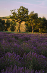 In Italy, the lavender plants, with their delicate purple blossoms, stretch as far as the eye can see, forming a sea of purple waves that ripple gently in the evening breeze. The vibrant purple color 