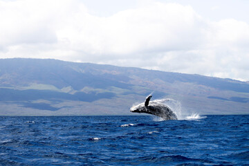Whale in Breach
