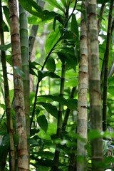 Bamboo Trees