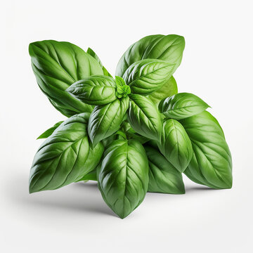 Branch and leaves of basil plant isolate on white background. Generative AI,
