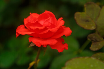 Varietal roses lush scarlet buds on a bush