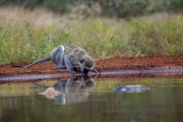 Vervet monkey in Kruger National park, South Africa ; Specie Chlorocebus pygerythrus family of Cercopithecidae