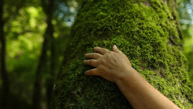 Senior hand touch the tree trunk. Ecology a energy forest nature concept. Woman hand touches a pine tree trunk wood. 