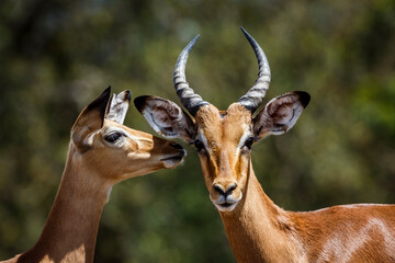 Couple of Common Impala portrait bonding in Kruger National park, South Africa ; Specie Aepyceros...