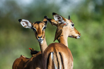 Two Common Impala portrait with Red billed Oxpecker in Kruger National park, South Africa ; Specie Aepyceros melampus family of Bovidae  and Specie Buphagus erythrorhynchus family of Buphagidae - Powered by Adobe