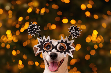 Dog in party glasses, celebrates the New Year. Christmas concept.