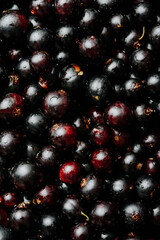 Blackcurrant close-up,