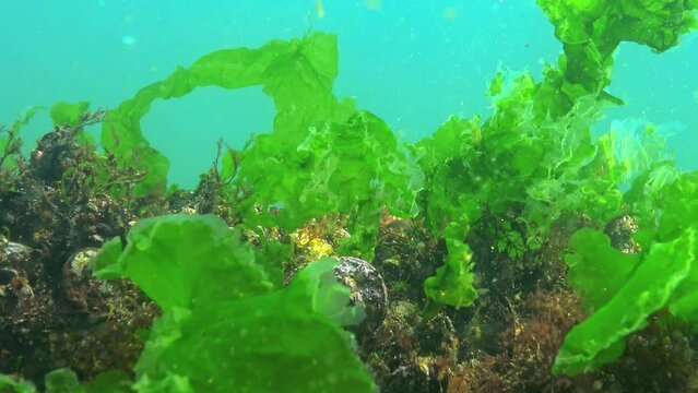 Underwater landscape of the Black Sea, green and red algae on the stones