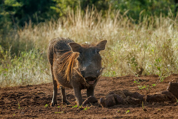 Common warthog grooming in elephant dung in Kruger National park, South Africa ; Specie Phacochoerus africanus family of Suidae