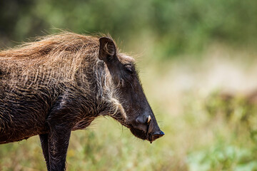 Common warthog portrait isolated in natural background in Kruger National park, South Africa ; Specie Phacochoerus africanus family of Suidae