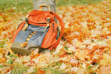 Back to school or tarvel. Backpack in autumn yellow and red foliage in golden sun. Fall season...