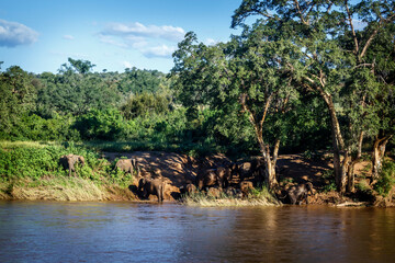 African bush elephant herd on riverside in Kruger National park, South Africa ; Specie Loxodonta africana family of Elephantidae - obrazy, fototapety, plakaty