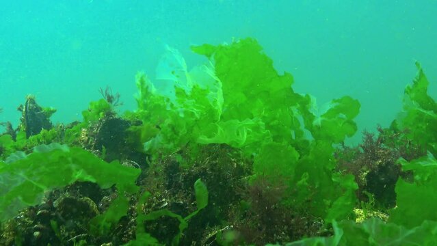 Underwater landscape of the Black Sea, green and red algae on the stones