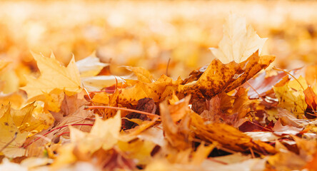 Fall banner. Beautiful autumn yellow and red foliage in golden sun. Falling leaves natural background landscape. copy space, selective focus. Full frame