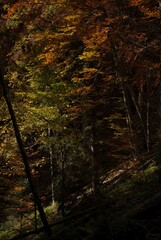 View on forest with fir trees in autumn in mountains
