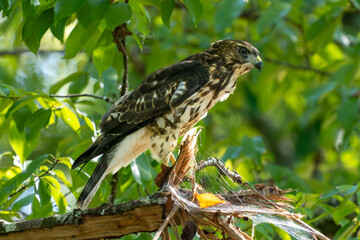 Broad-winged hawk