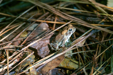Tiny Toad