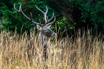 Red Deer (Cervus elaphus) stag during the rutting season. Bieszczady Mts., Carpathians, Poland.