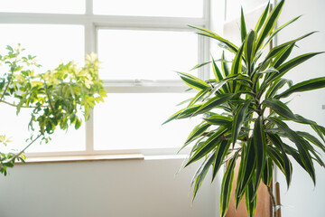 bright office with green plants