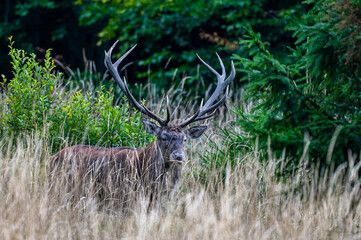 Naklejka premium Red Deer (Cervus elaphus) stag during the rutting season. Bieszczady Mts., Carpathians, Poland.
