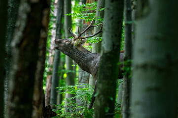 Obraz premium Red Deer (Cervus elaphus) stag during the rutting season. Bieszczady Mts., Carpathians, Poland.