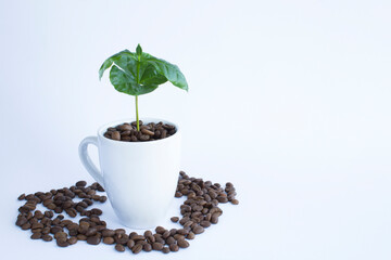 Green coffee sprout in the white cup on the white background. Copy space.