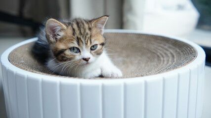ฺBaby Scottish fold, white and brown cat acts in cute moment at home. Kitten in relax and...