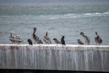 Pelicans and seagulls resting in the wharf at the ocean