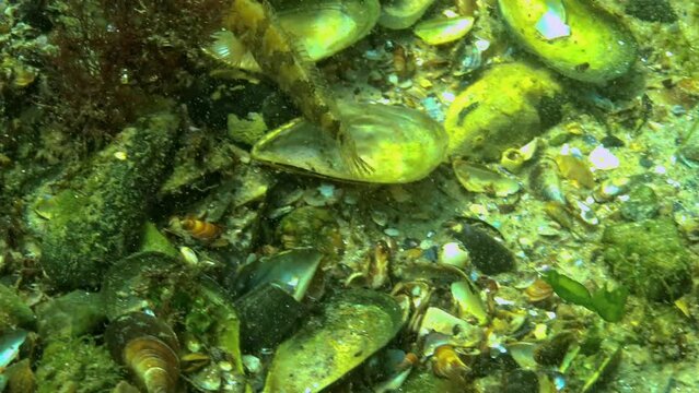 Tubenose goby (Proterorhinus marmoratus) hiding among algae and shellfish on the seabed